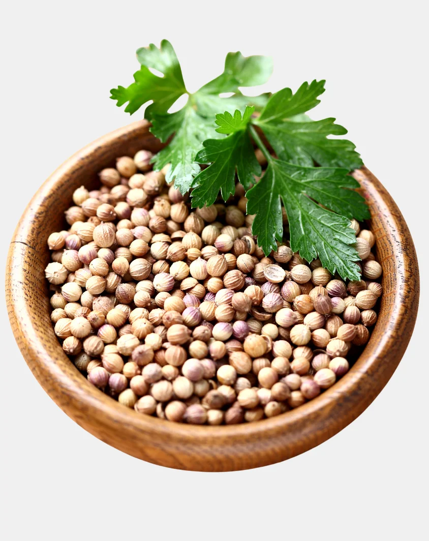 Coriander